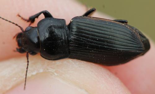 Anisodactylus signatus